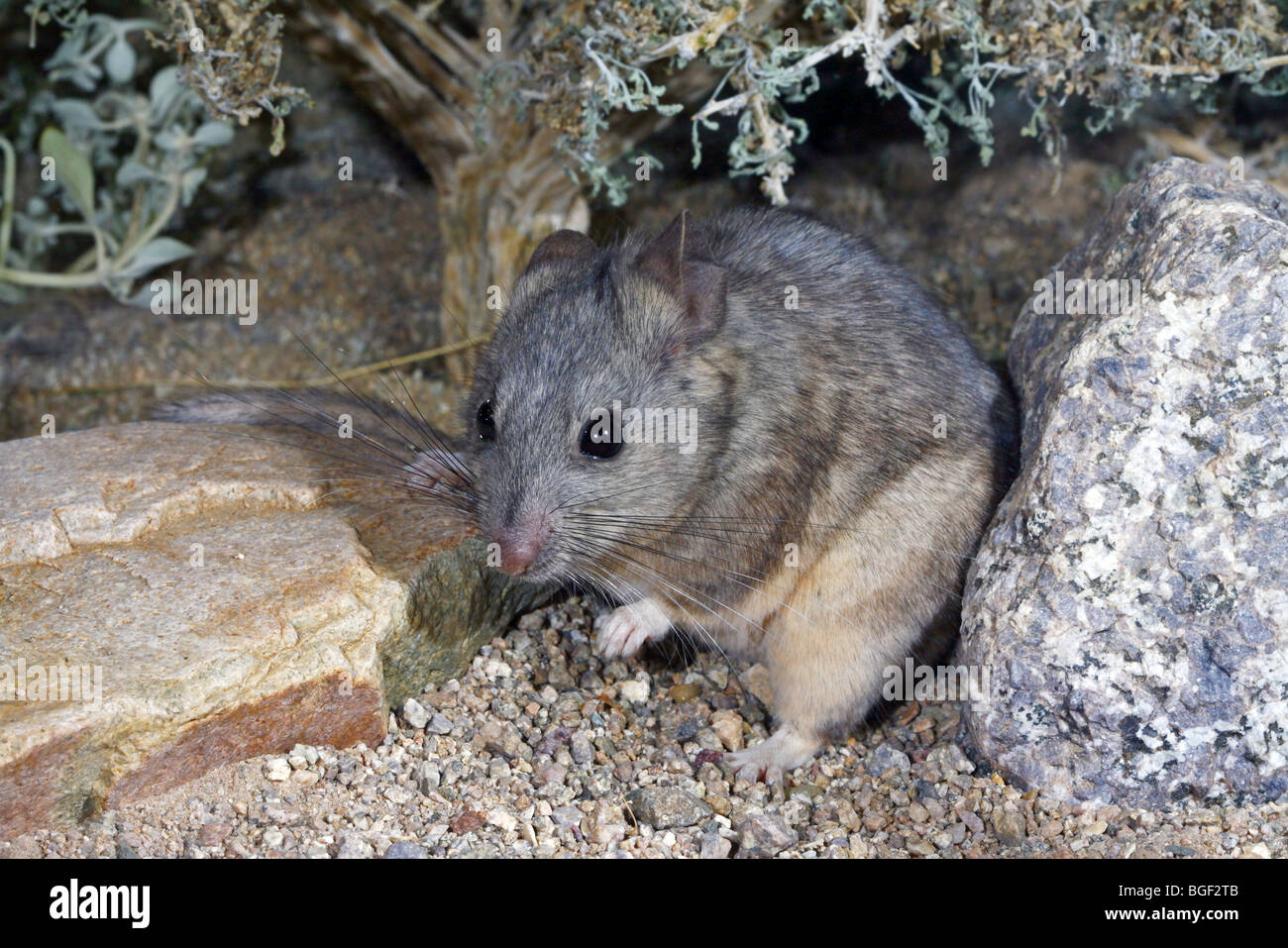 Desert Woodrat Stock Photo Alamy