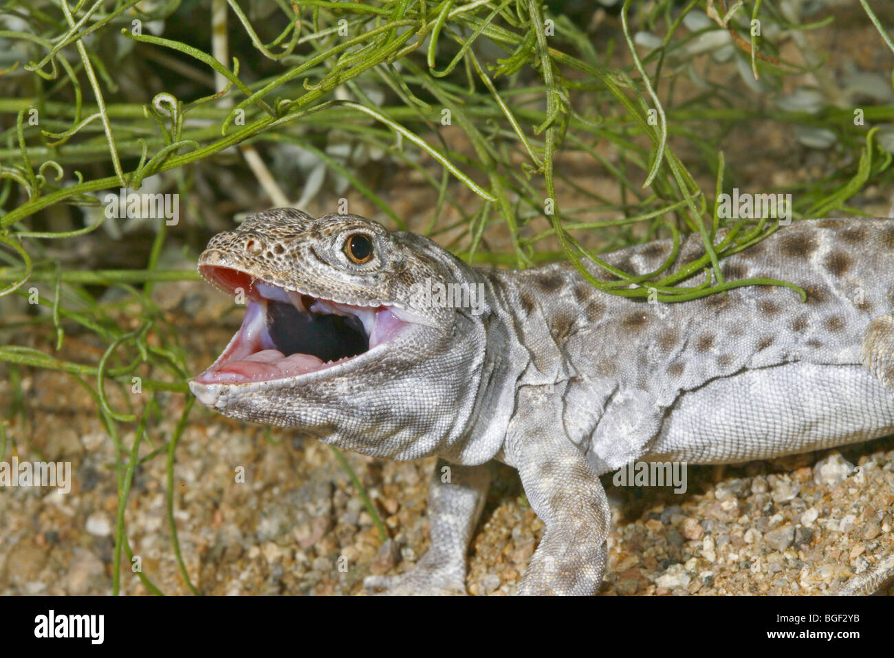 Longnosed Leopard Lizard Stock Photo Alamy