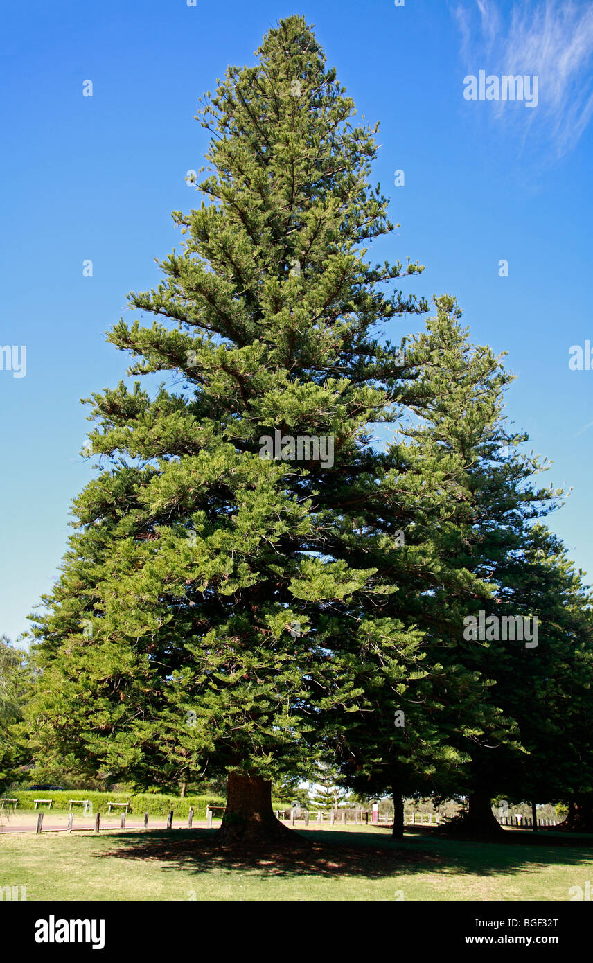 Norfolk Pines High Resolution Stock Photography And Images Alamy Norfolk Pines High Resolution Stock Photography And Images Alamy