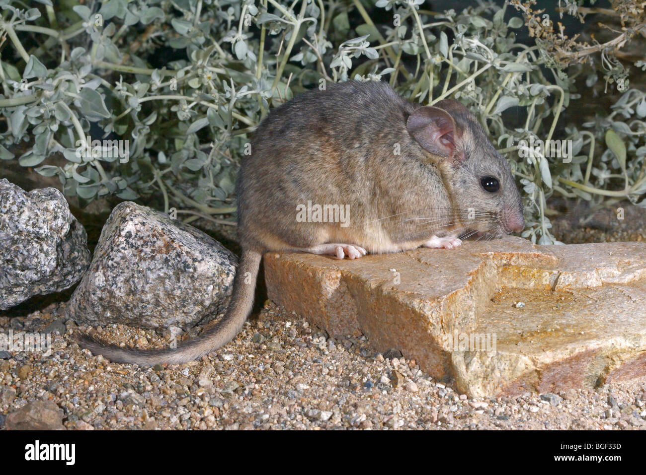 Desert Woodrat Stock Photo Alamy