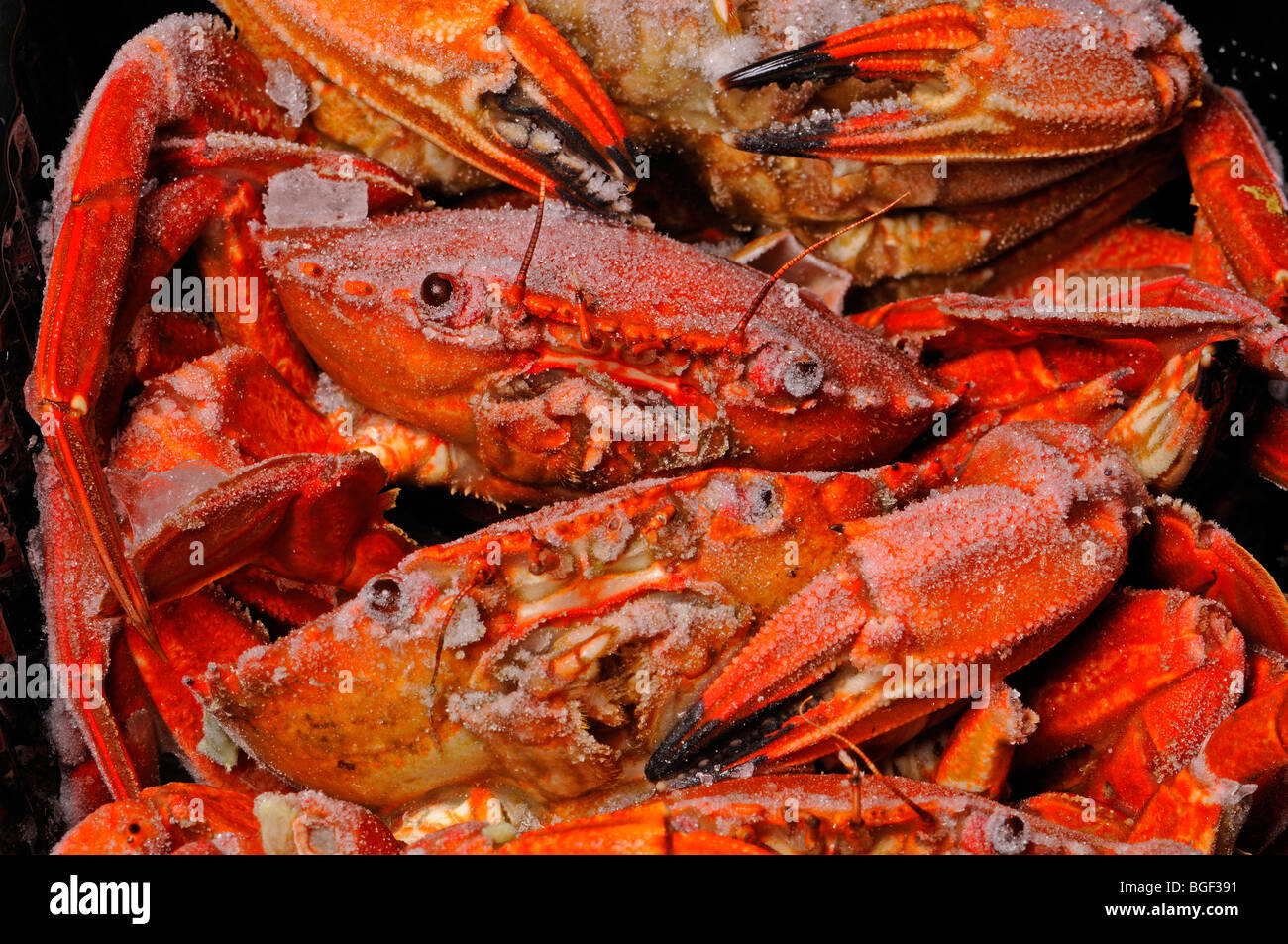Frozen Crabs Stock Photo