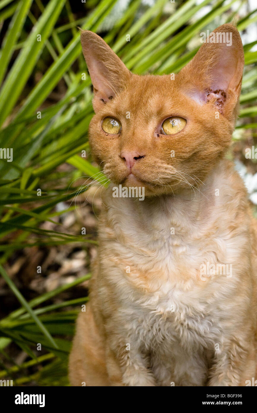 Ginger devon rex sales