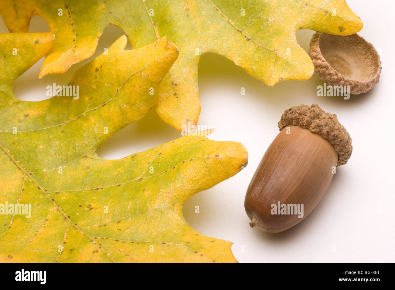 Symbols of autumn oak leaves and acorns isolated on a plain white background Stock Photo