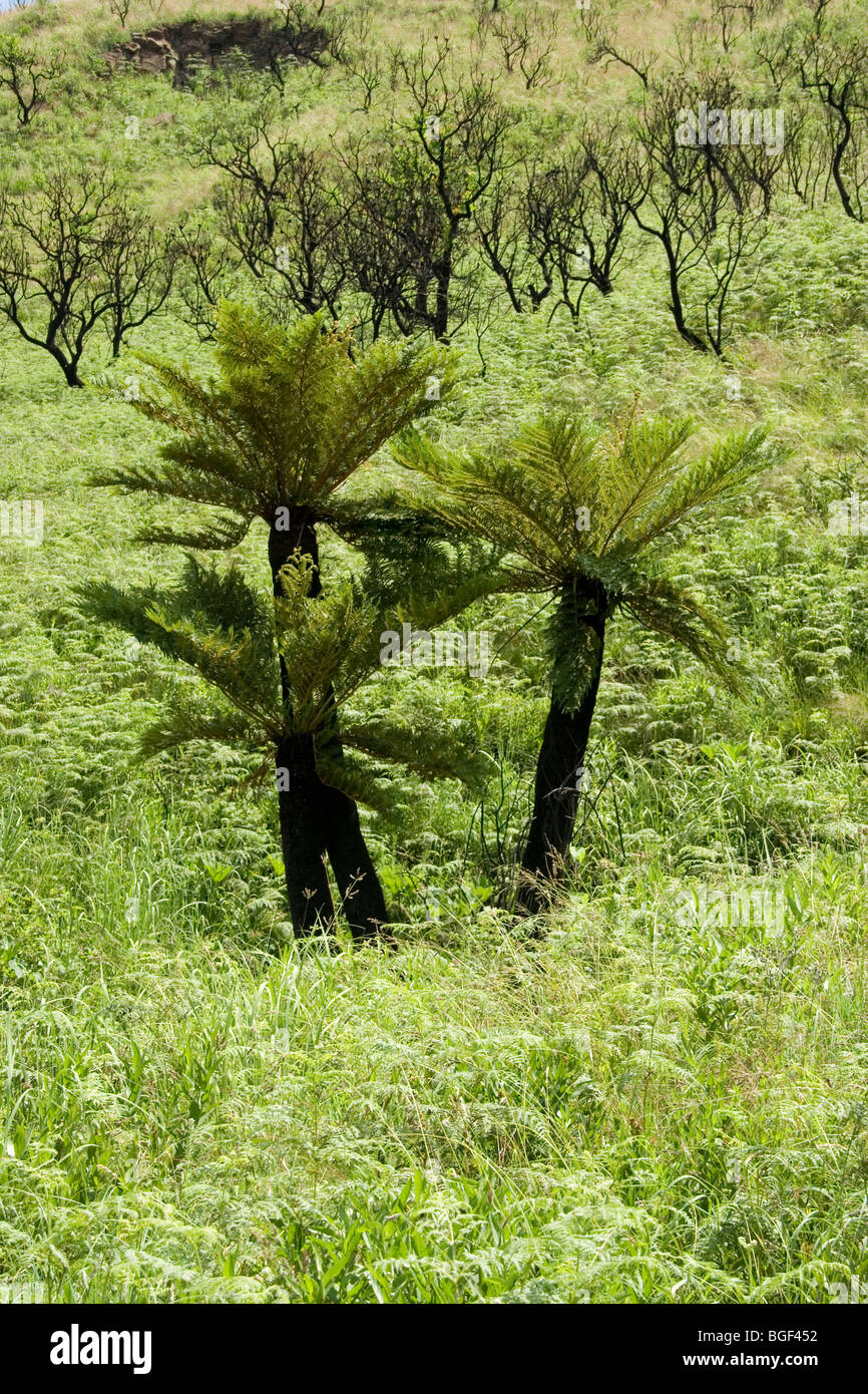 Tree furn in the Drakensberg Mountains Stock Photo 27377422 Alamy