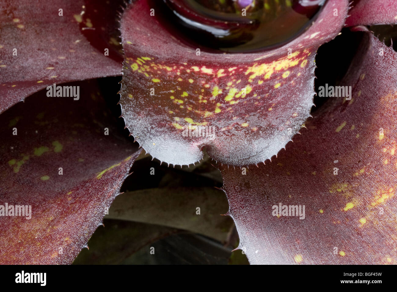 Bromeliad neoregelia leaf detail Stock Photo