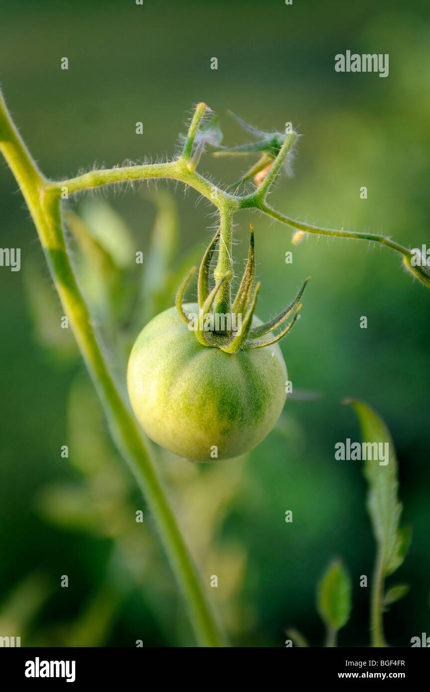 A tomato ripening on the vine Stock Photo Alamy