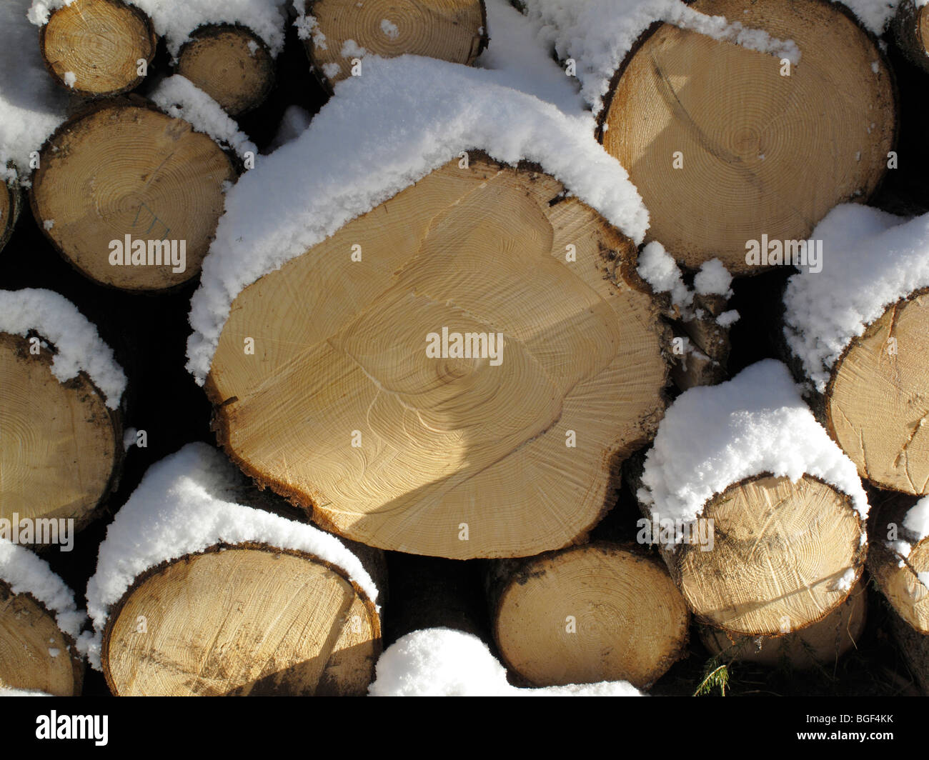 Stored wood in the snow winter Stock Photo Alamy