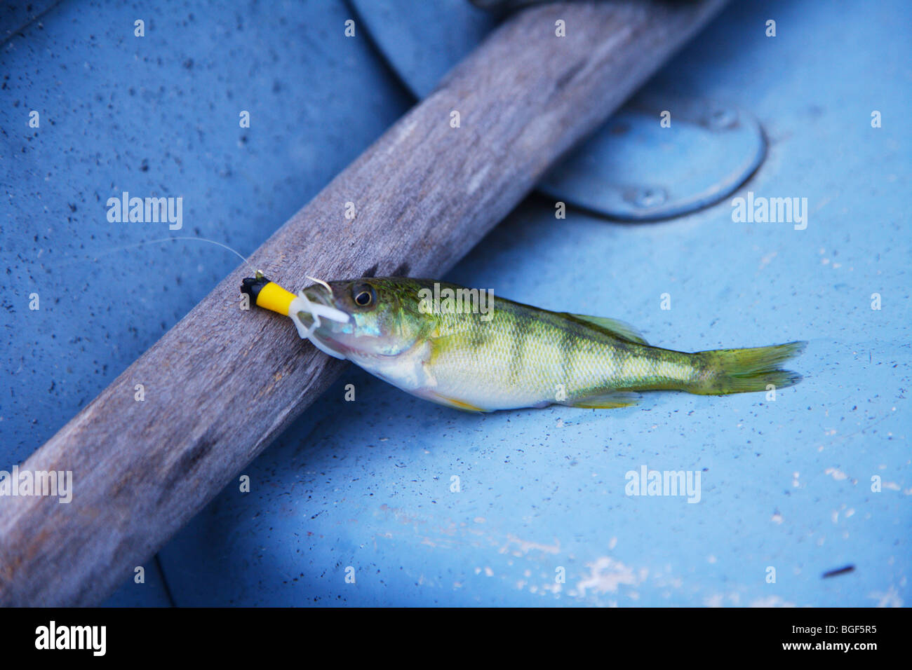 Close up perch fish laying in boat against oar Stock Photo
