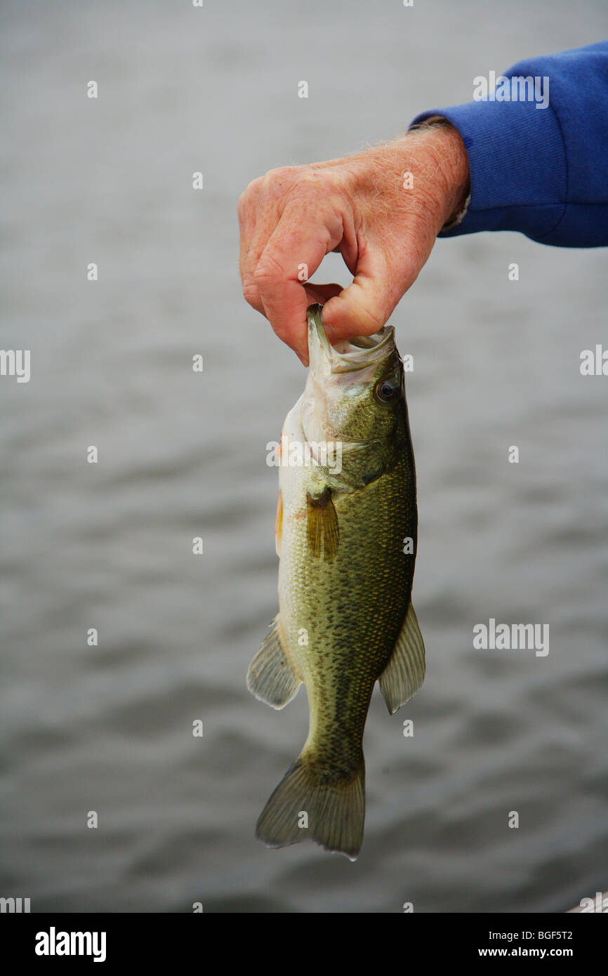 close up hands holding large mouth bass showing large open mouth Stock Photo