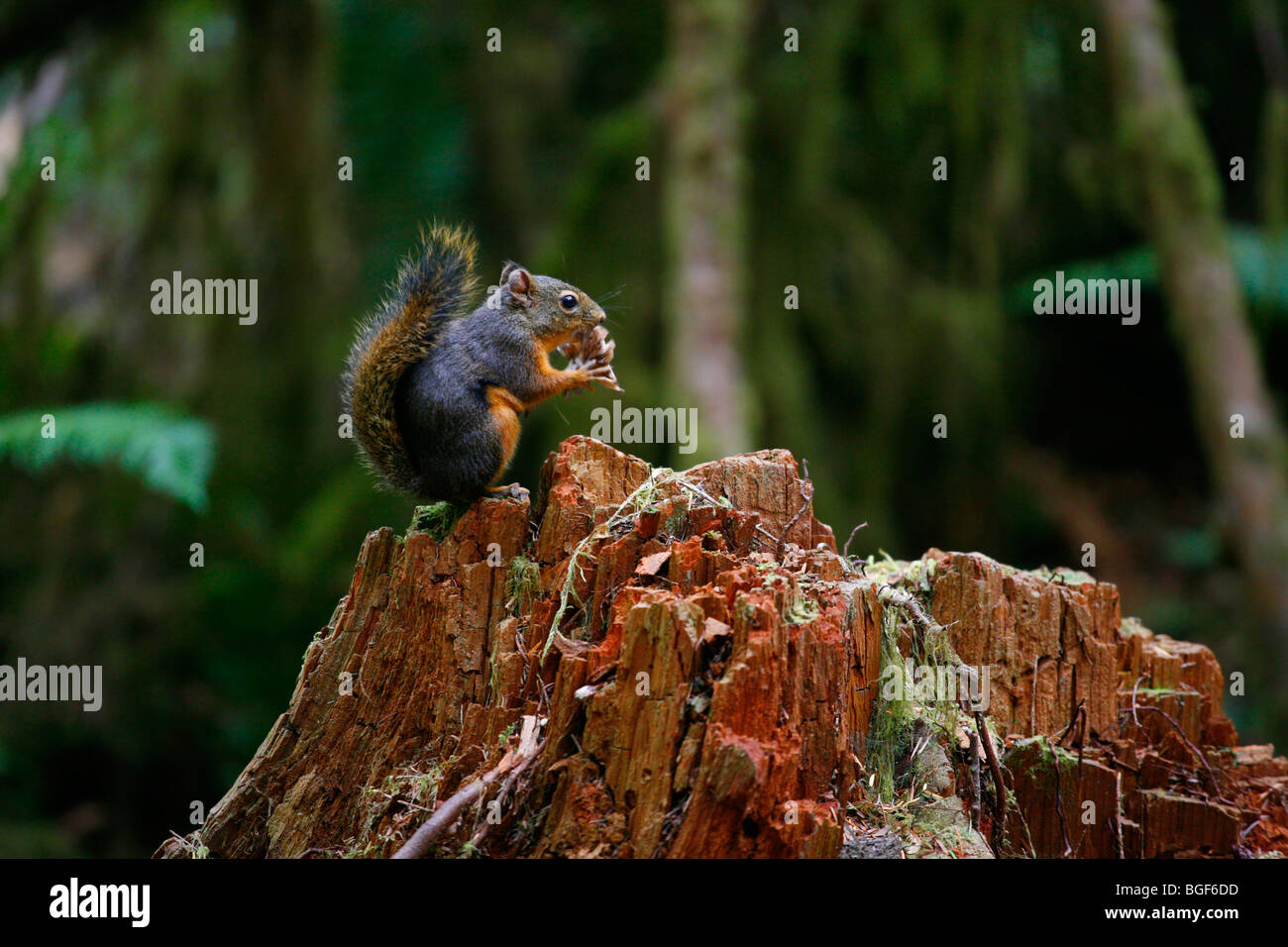 Chipmunk in the forest, Olympic National Park, Washington State. Stock Photo