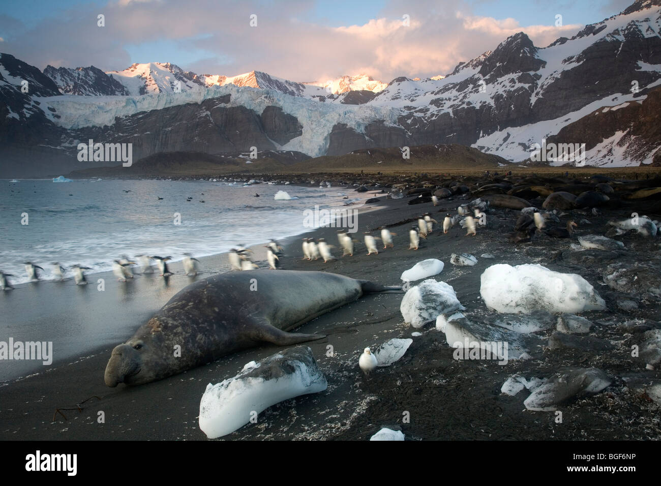 Southern Elephant Seal (Mirounga leonina) and Gentoo Penguins (Pygoscelis papua), Gold Harbor, South Georgia Island, Antarctica Stock Photo