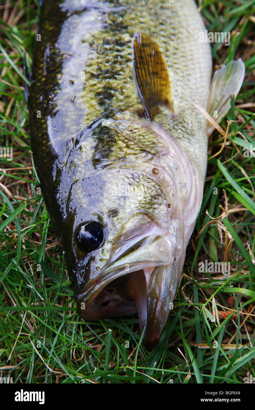 close large mouth bass showing details of mouth open scales eyes Stock