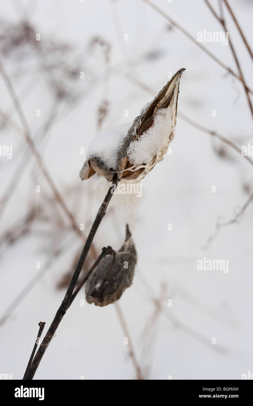Milkweed pods in snow, near Kingston, Ontario, Canada Stock Photo