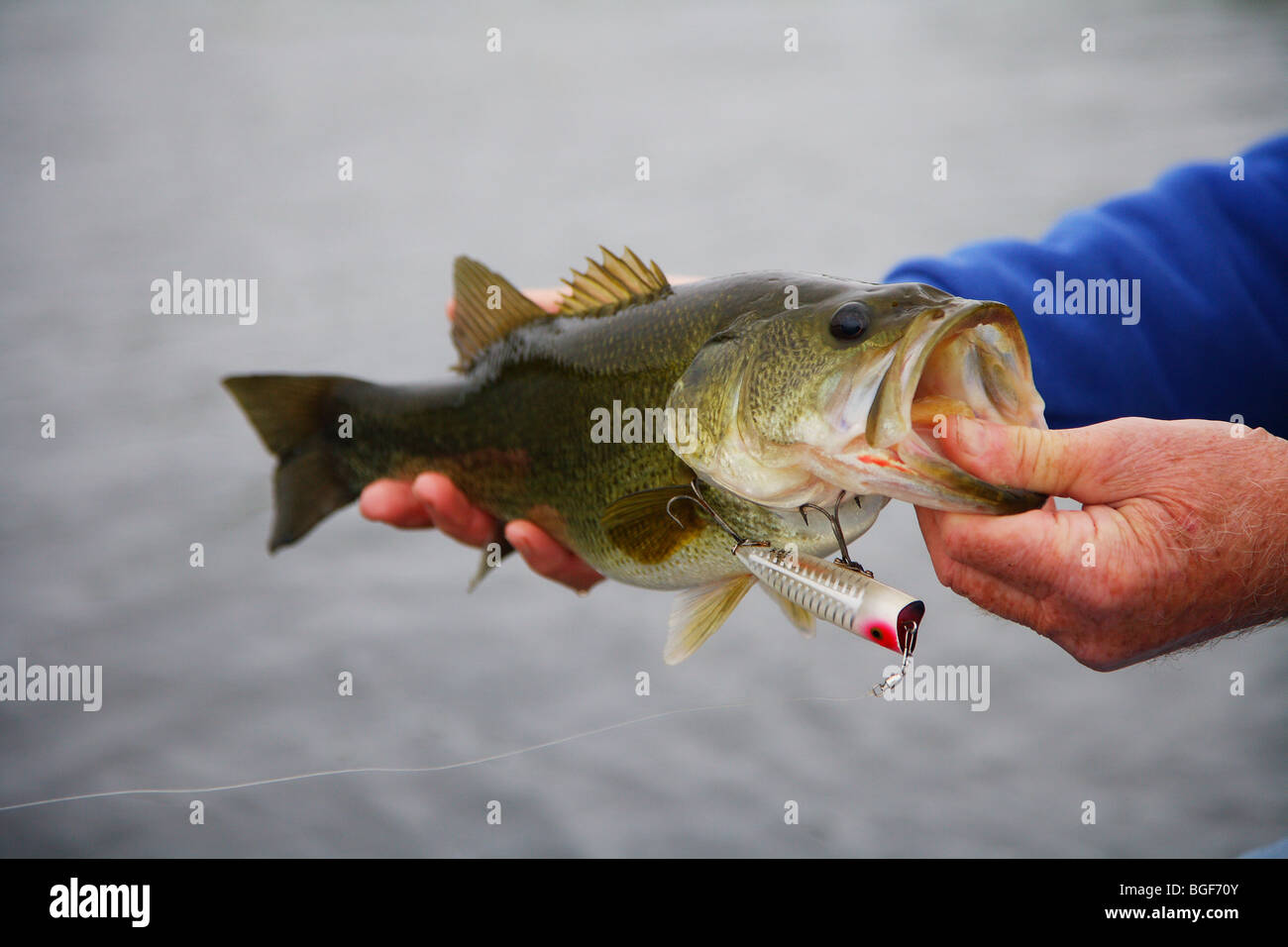 Large mouth bass chugger spook hi-res stock photography and images
