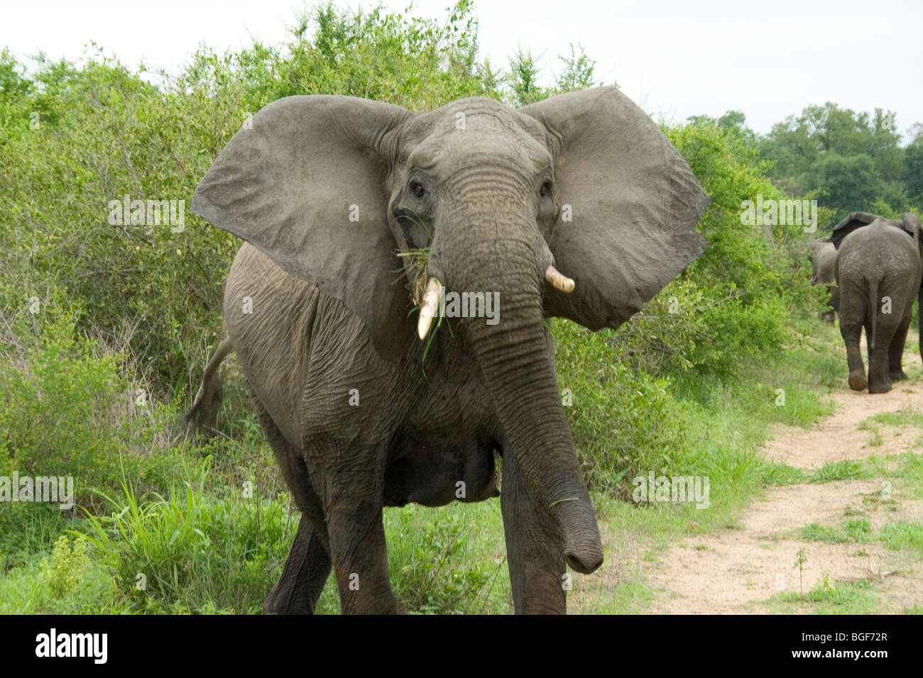 matriarch elephant at Mala Mala Stock Photo