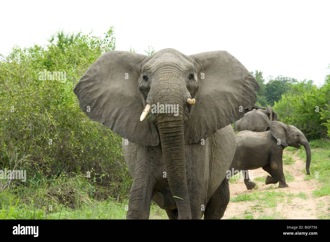 matriarch elephant at Mala Mala Stock Photo
