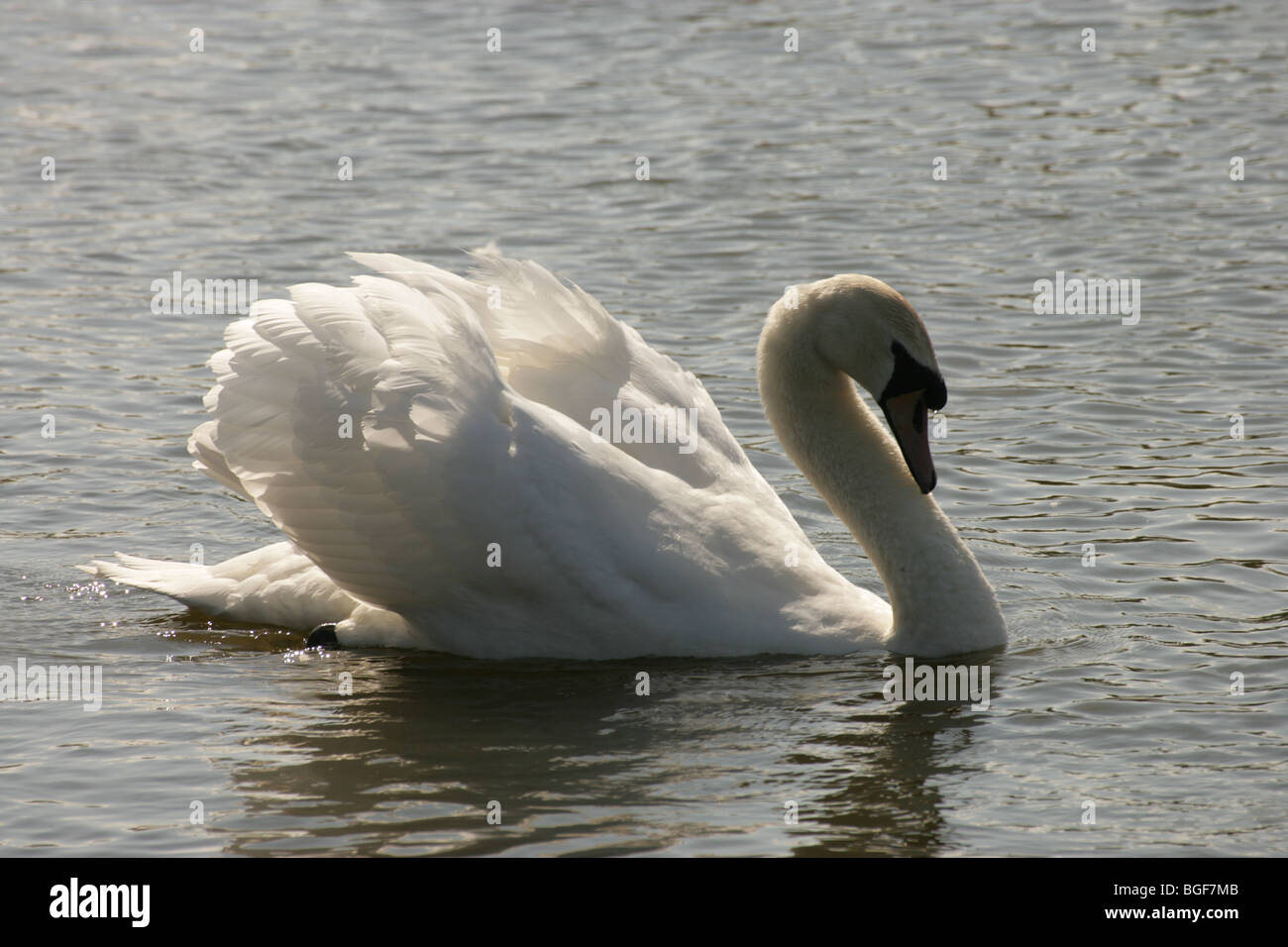 Mute Swan (Cygnus olor). Cob or male, 'busking'. Stock Photo
