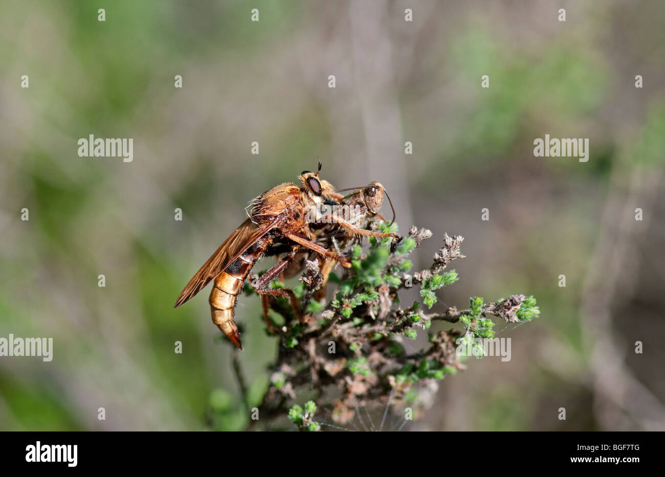 Hornet Robber Fly: Asilus crabroniformis, with grasshopper prey.   Largest fly in UK Stock Photo