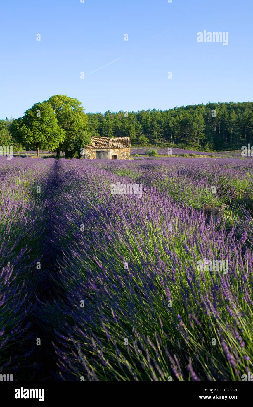 Cabanon Lavender of provence Valensole région Alpes de haute Provence Stock Photo