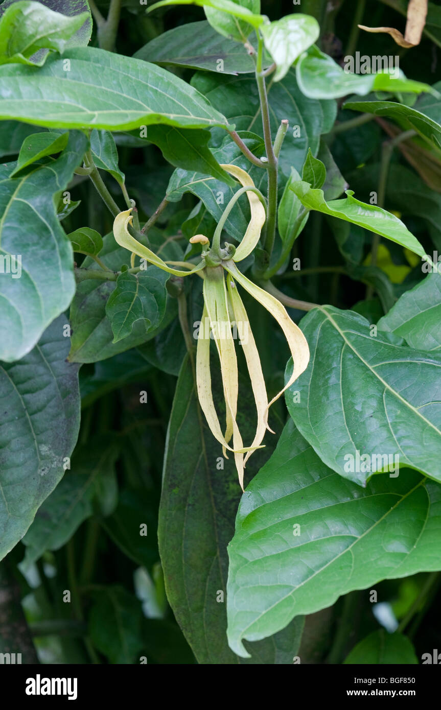 Ylang ylang: Cananga odorata. Flower used to produce the perfume Chanel number 5 Stock Photo