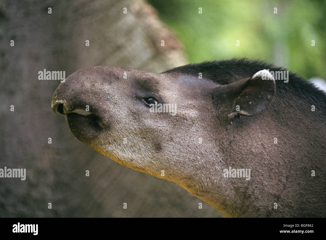 A South American Tapir, (Tapirus terrestris), in the dense rain forest of the Gran Sabana, in Venezuela Stock Photo