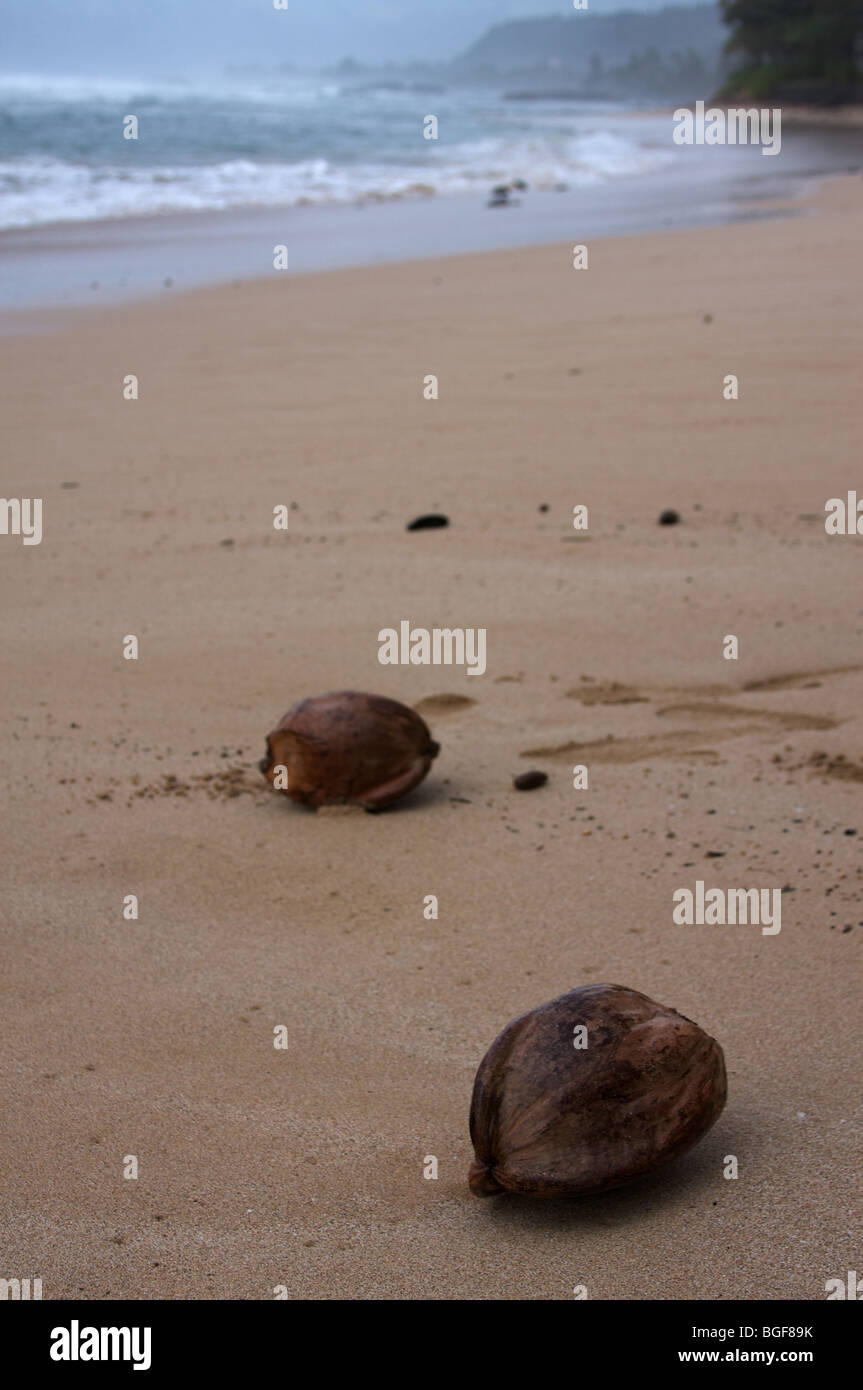 Coconuts on the Beach Stock Photo