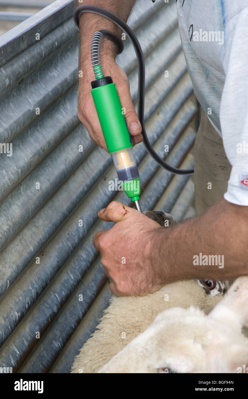 A Shepherd worming sheep Stock Photo