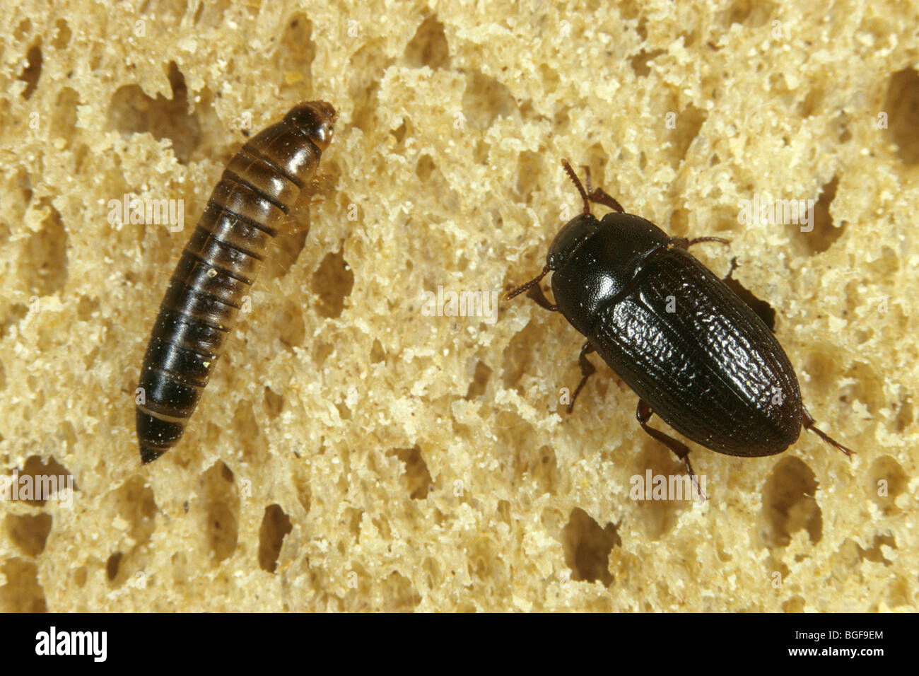Lesser Mealworm Beetle (Alphitobius diaperinus), beetle and larva on bread. Stock Photo