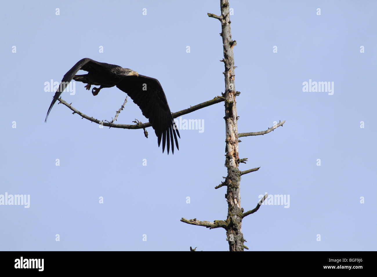 Juvenile Bald Eagle in-flight Stock Photo