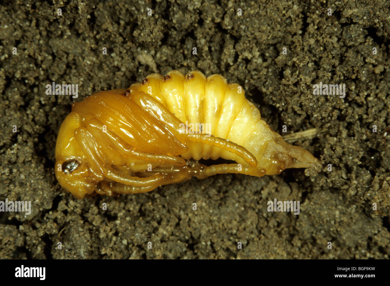 Summer Chafer, European June Beetle (Amphimallon solstitiale), pupa in soil. Stock Photo