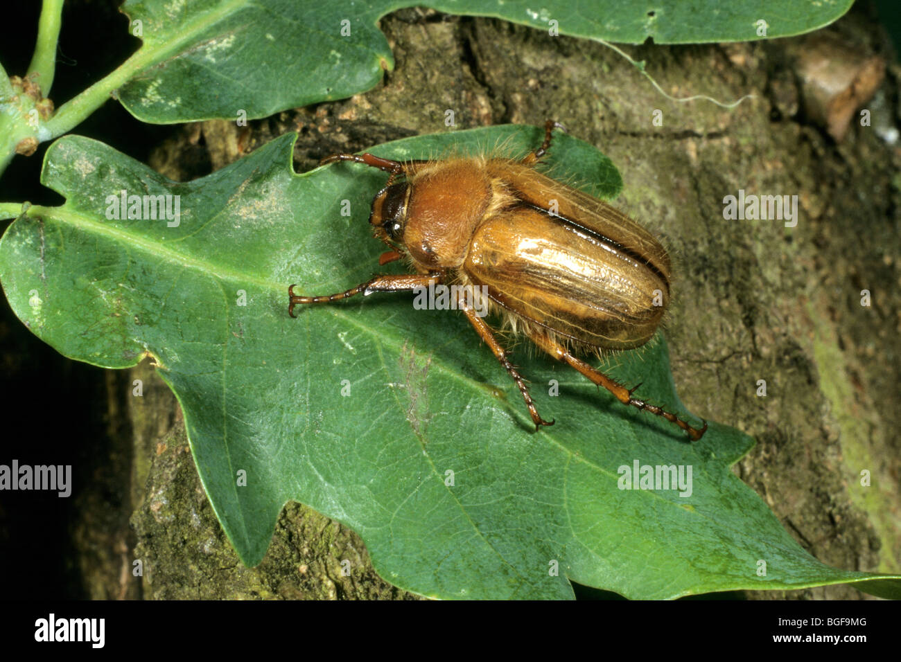 Summer Chafer, European June Beetle (Amphimallon solstitiale), adult on an oak leaf. Stock Photo