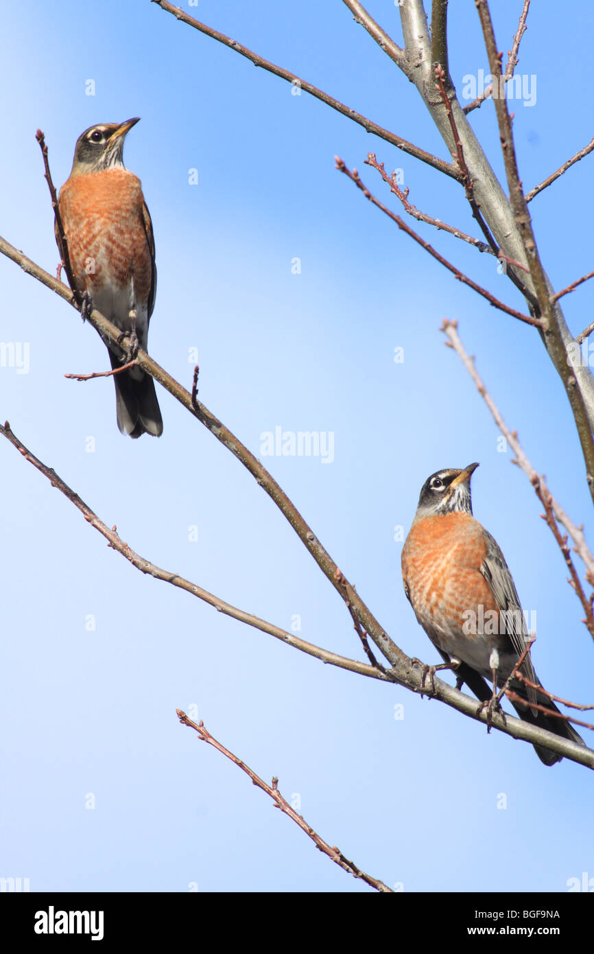 Two American Robins in a tree Stock Photo Alamy
