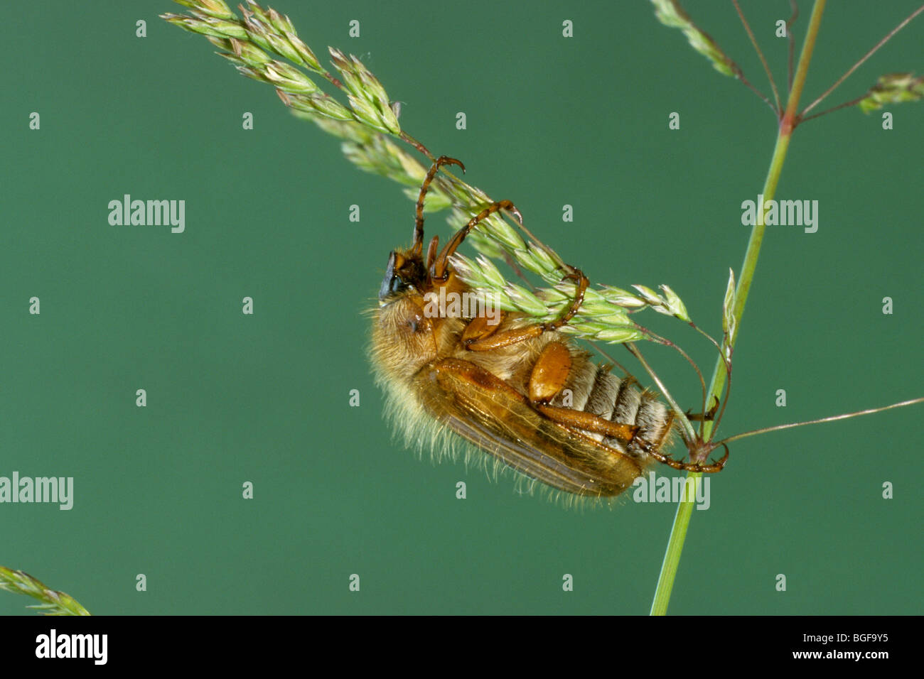 Summer Chafer, European June Beetle (Amphimallon solstitiale), adult on grass. Stock Photo