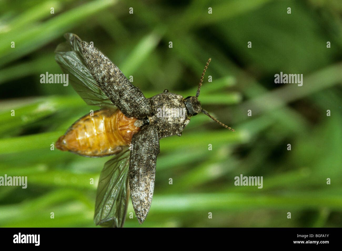 Click Beetle (Adelocera murina), adult on a leaf trying to start. Stock Photo