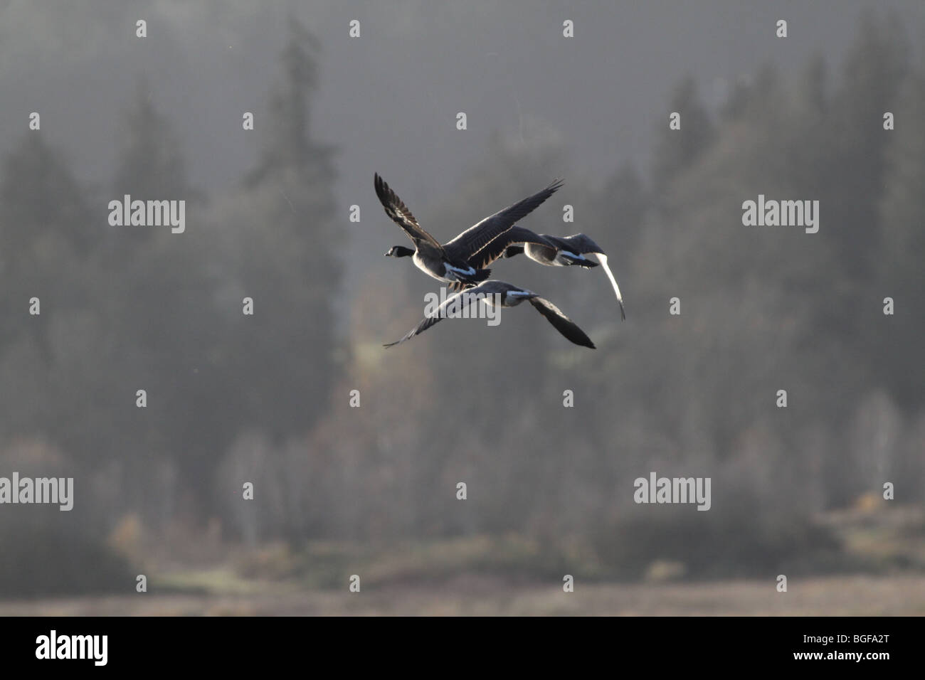 Canadian Geese inflight Stock Photo Alamy