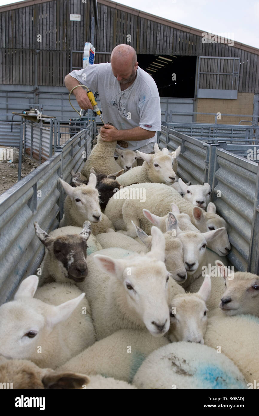 A Shepherd worming sheep Stock Photo