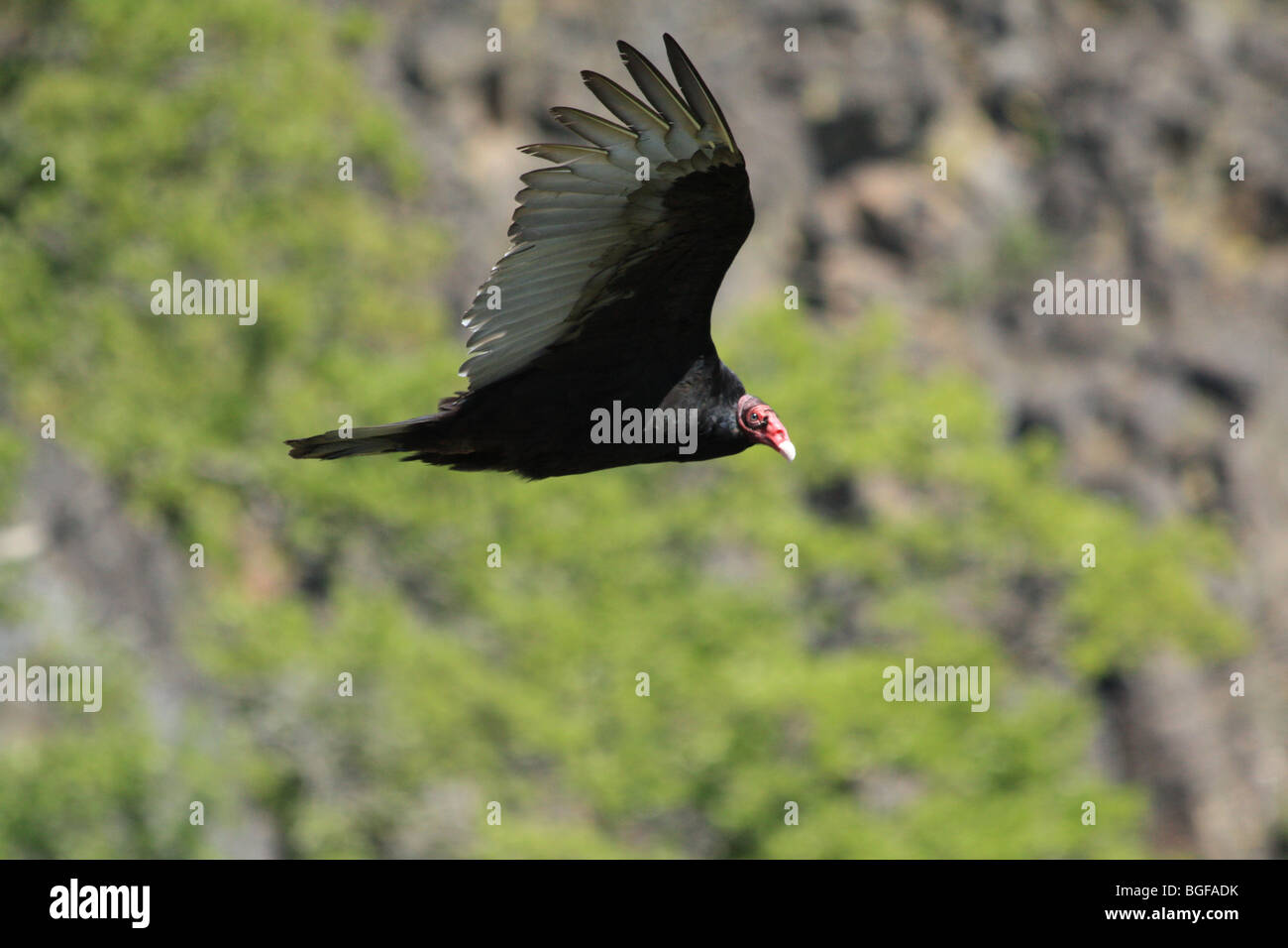 Turkey Vulture In flight Stock Photo Alamy Turkey Vulture In flight Stock Photo Alamy