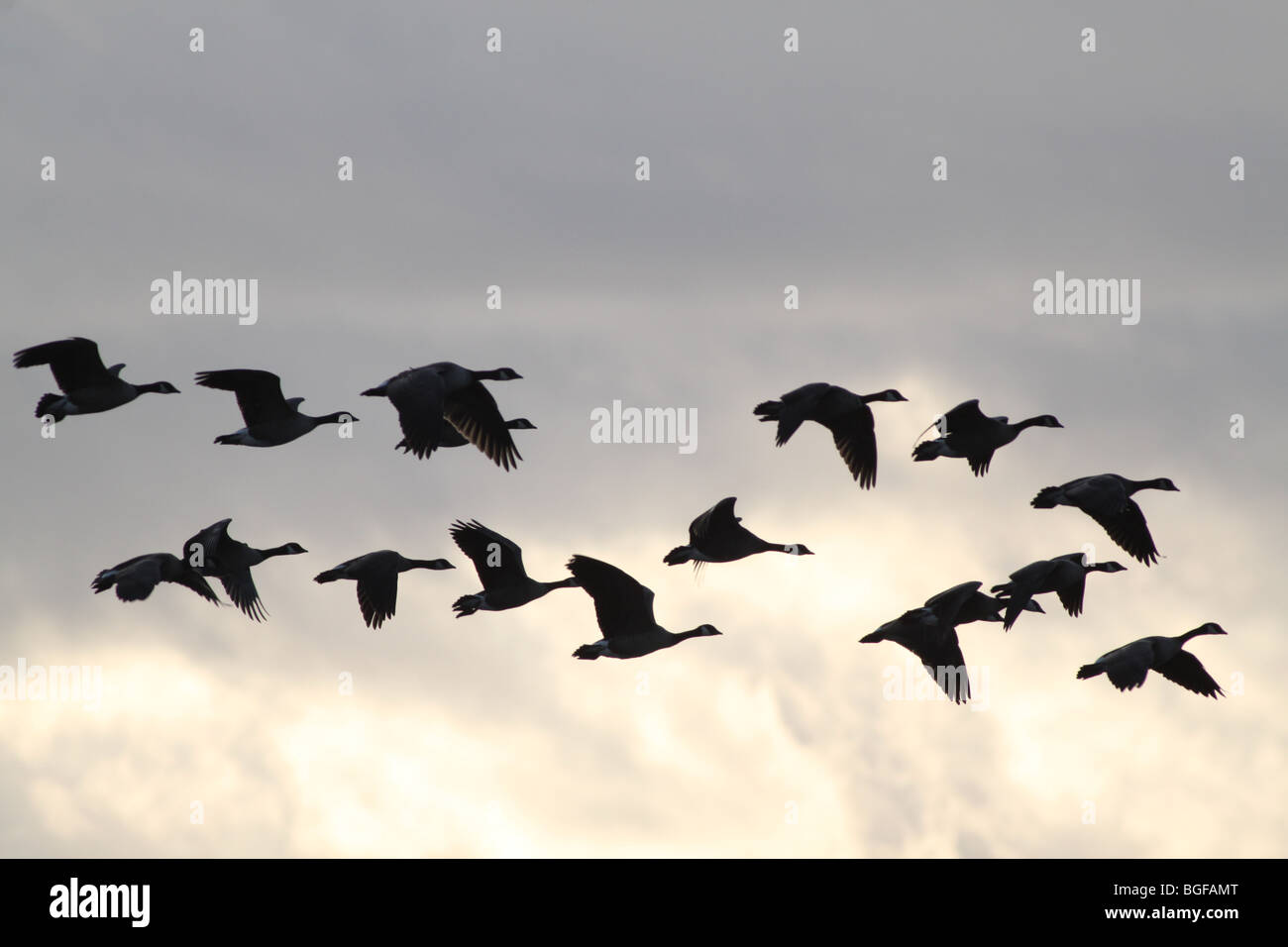 Canadian Geese inflight Stock Photo Alamy