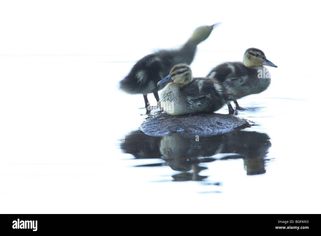 Ducklings at Lake Trillium in Oregon Stock Photo