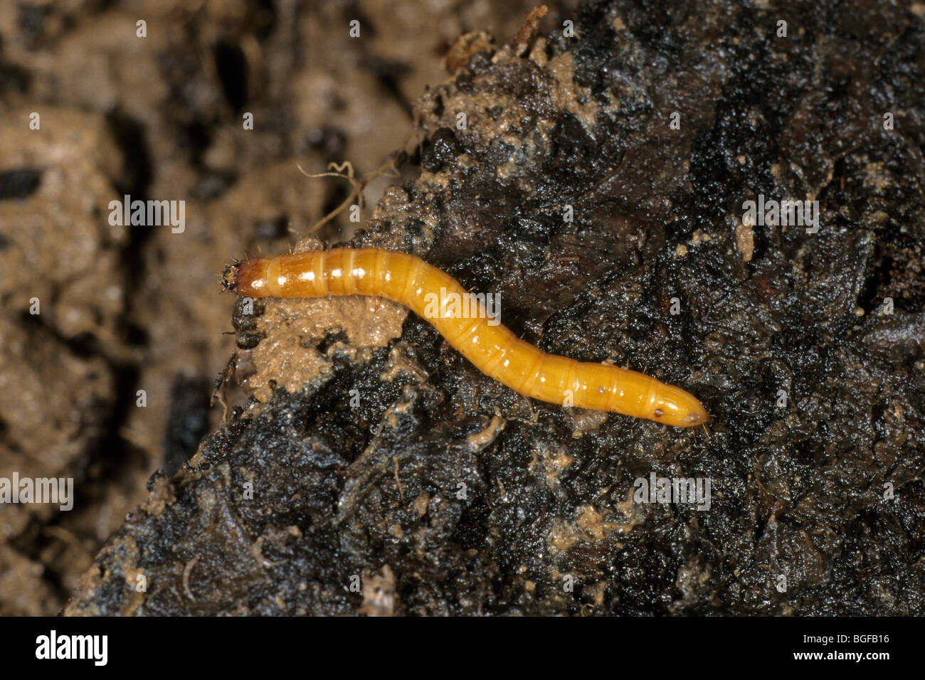 Click Beetle (Agriotes sp.), larva on soil Stock Photo Alamy