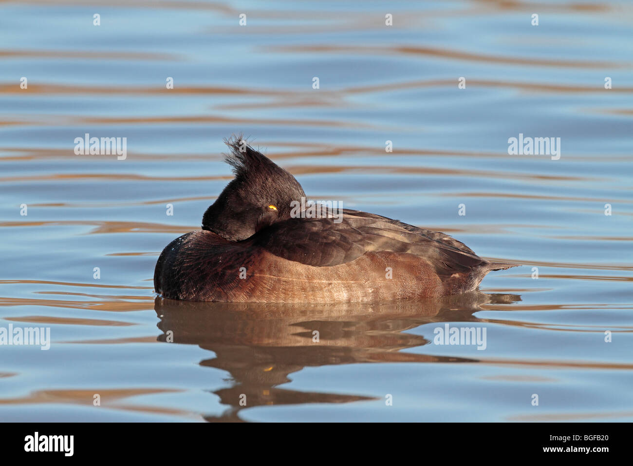 Female Tufted Duck Stock Photo