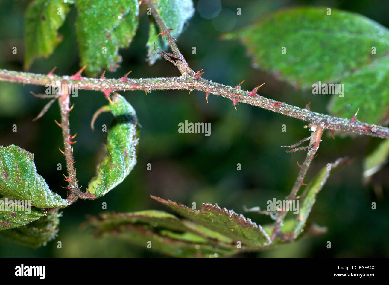 Rose Plant Thorns High Resolution Stock Photography and Images - Alamy