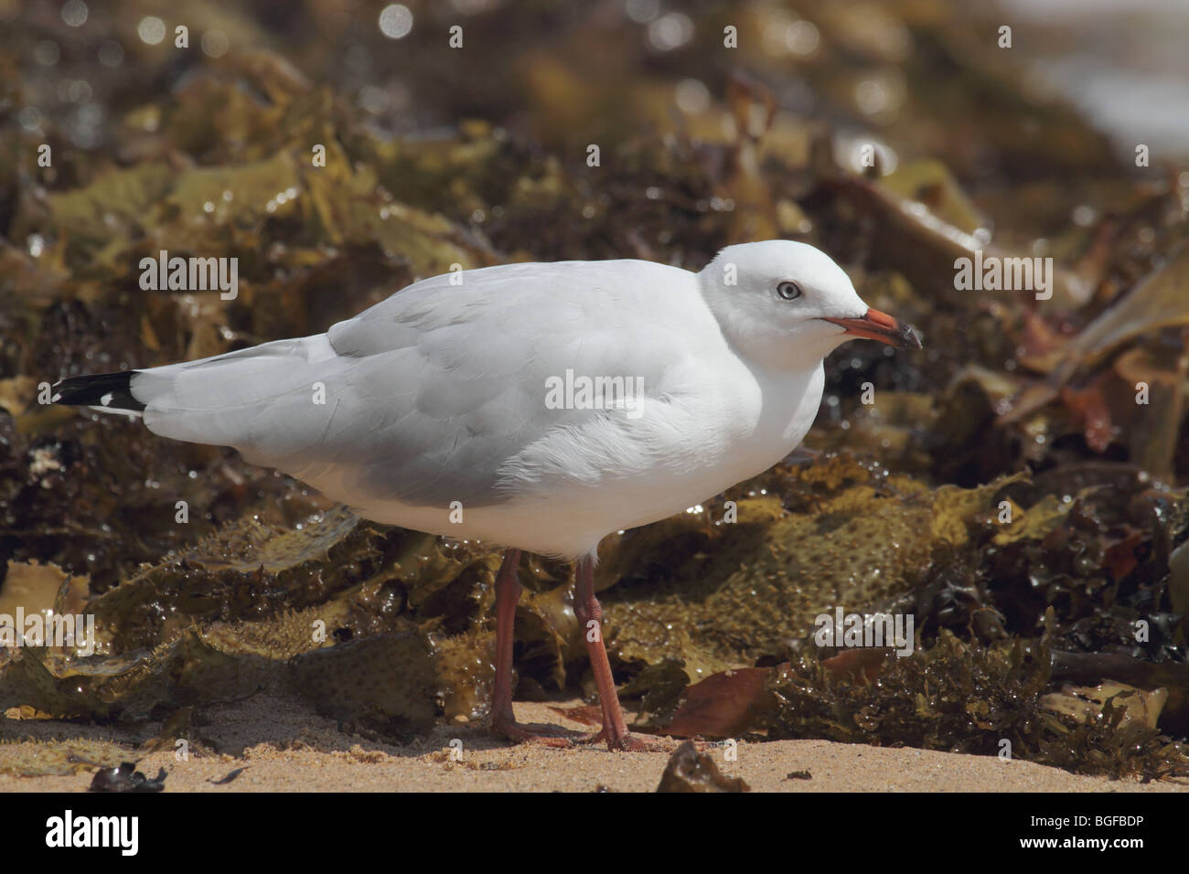 Silver gull on foreshore Stock Photo