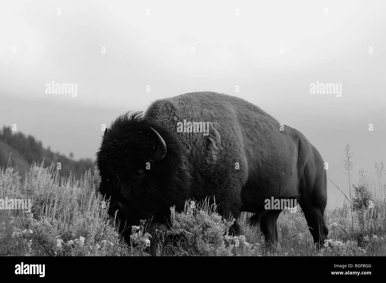 Wild bison in the Yellowstone national park during summers Stock Photo