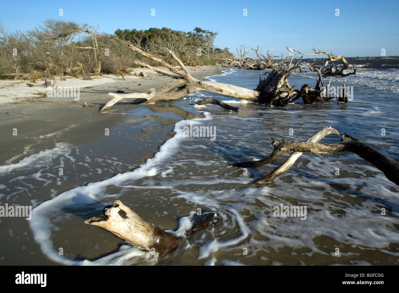Driftwood Beach Jekyll Island, USA Stock Photo Alamy
