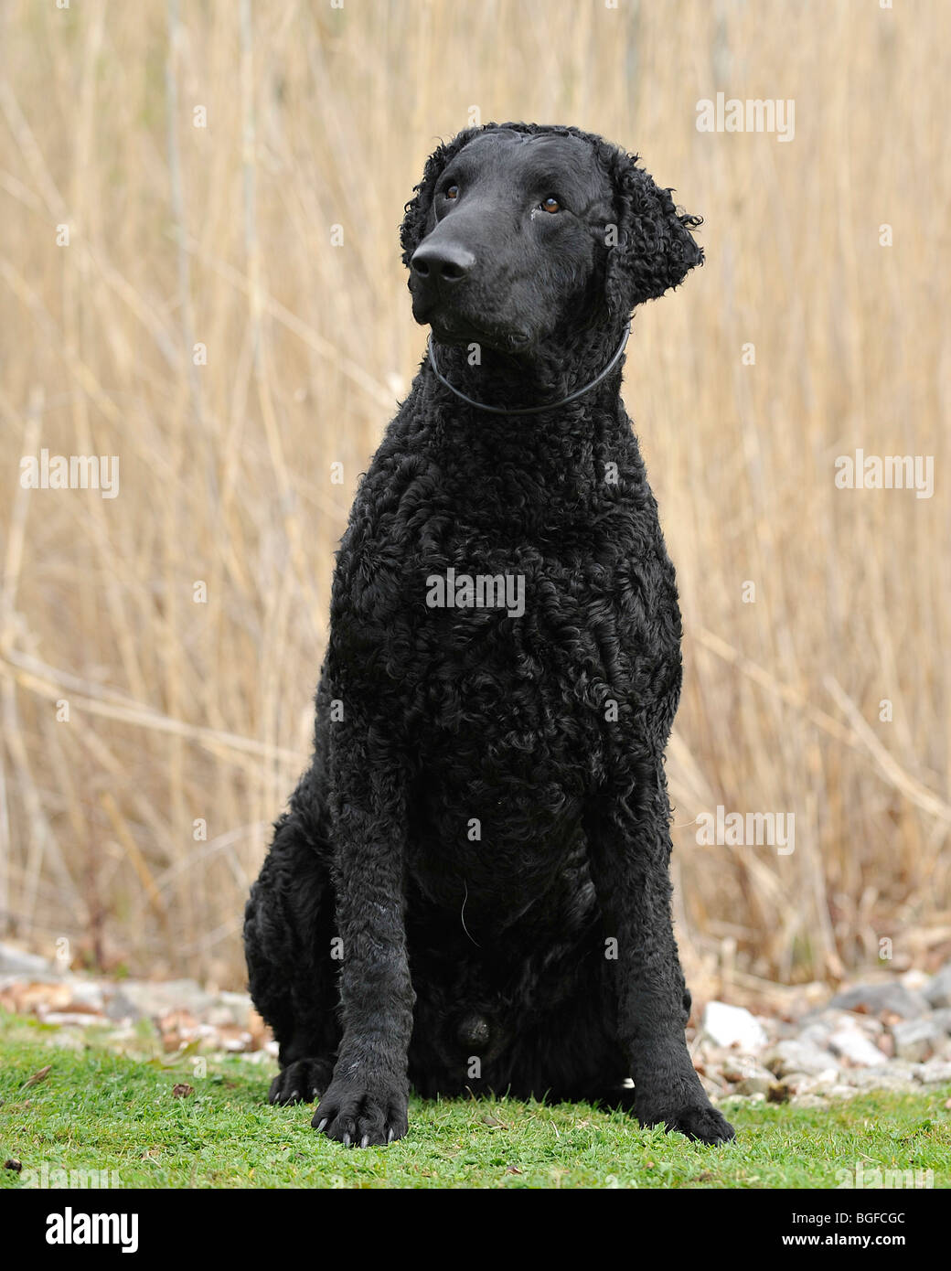 curly coated retriever dog Stock Photo Alamy