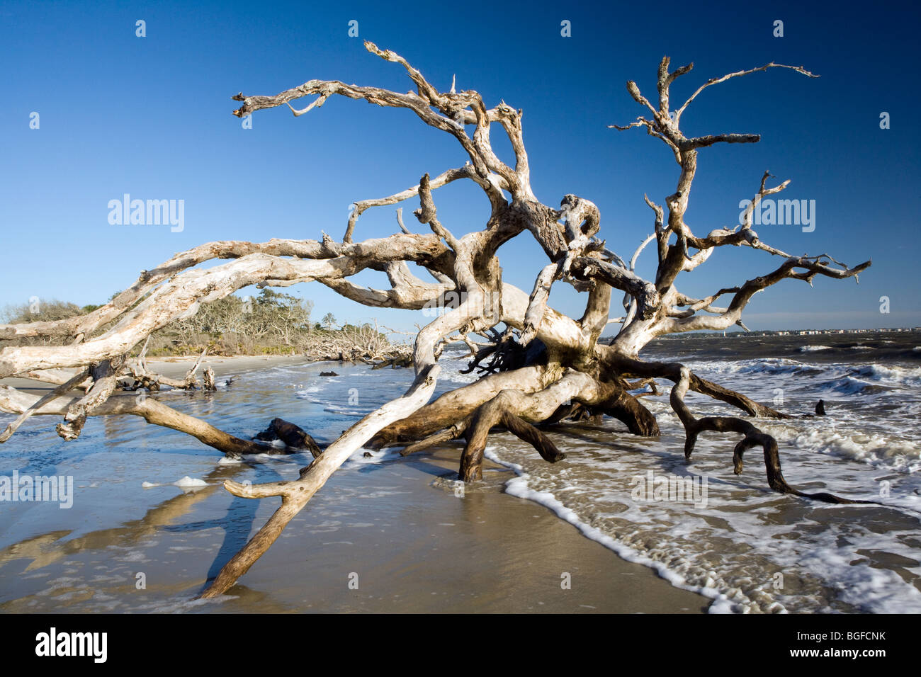 Driftwood Beach Jekyll Island, USA Stock Photo Alamy