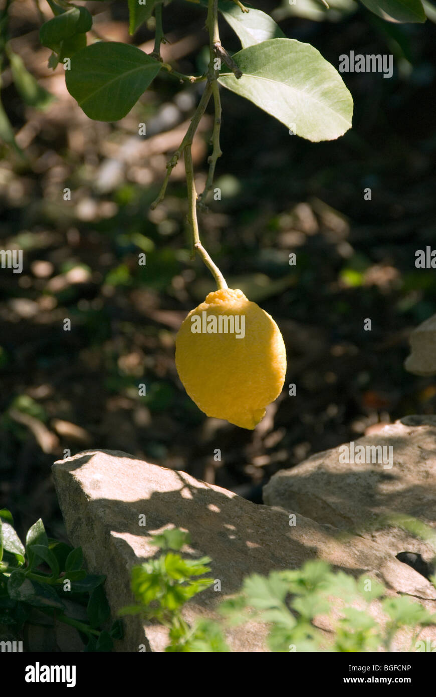 Single lemon hanging from a tree. Stock Photo