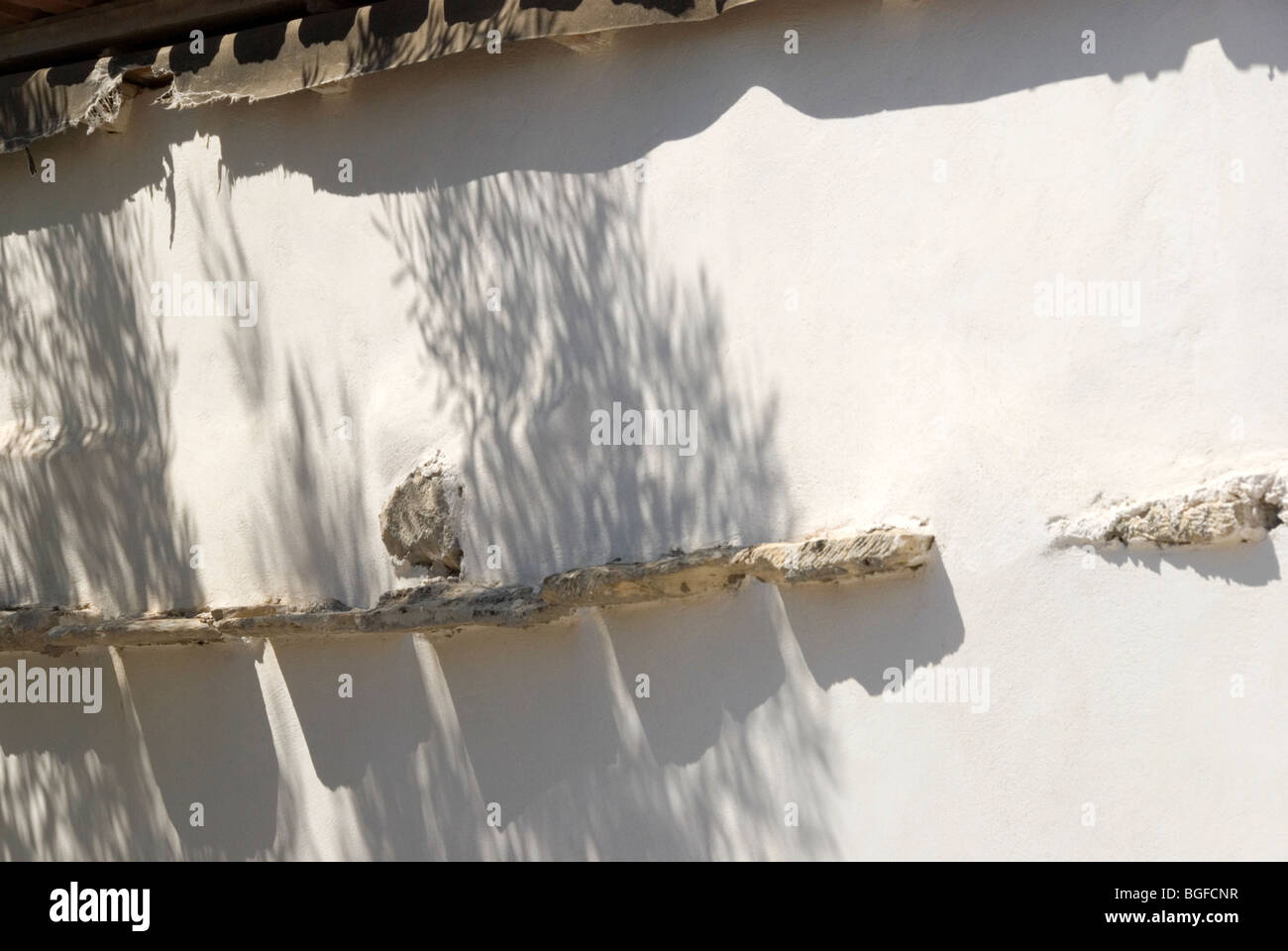 Shadow of olive tree on rustic wall Stock Photo