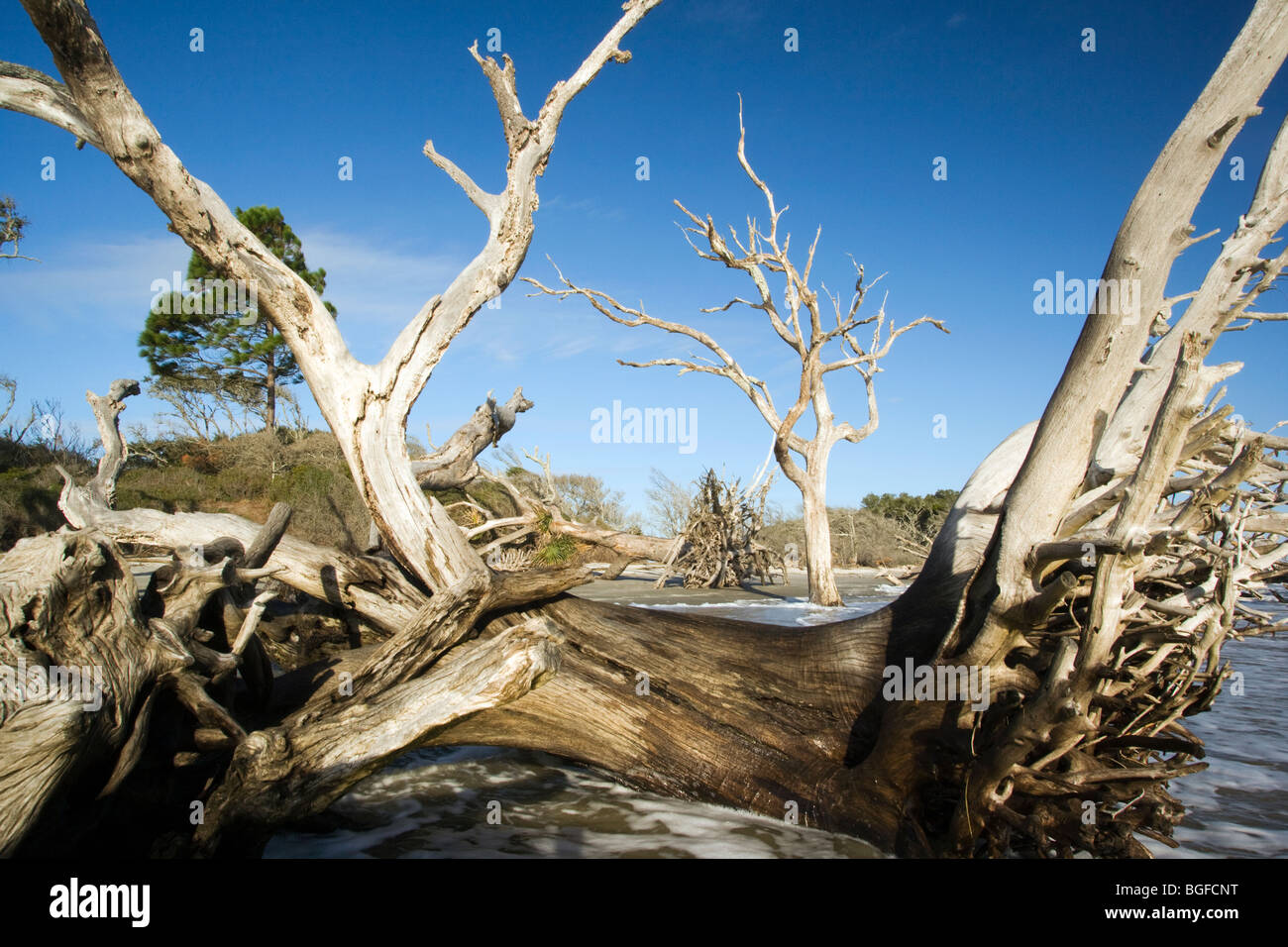 Driftwood Beach Jekyll Island, USA Stock Photo Alamy